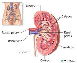 Vesika urinaria struktur vesika urinaria  organ berotot yang elastis pada permukaan dalamnya dilapisi oleh membrane mukosa seperti lambung penampung urin. Https Repository Dinus Ac Id Docs Ajar 12 Sistem Urinary Pdf