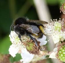 Image result for Bombus campestris