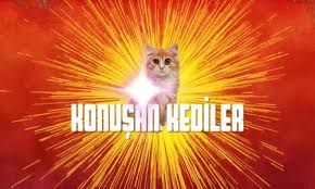 Konusan Kediler 5 En Komik Kedi Videolari Seyredelim Com