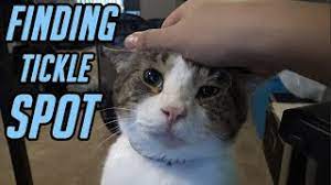 I was watching beastly and got a bit bored, so i picked up my blackberry and started tickling my cat's paws, which she hates. Are Cats Ticklish 7 Areas To Check Cat Checkup