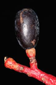 Image result for Beilschmiedia rwandensis