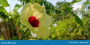 Image result for Hibiscus surattensis