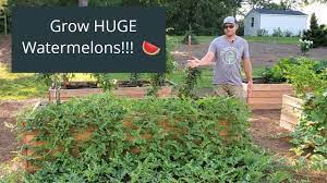 Watermelon plants have a shallow root system. How To Grow Watermelons And Cantaloupes In Raised Beds Youtube