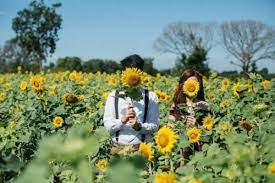 Sang pemilik memilih bunga matahari untuk dijadikan taman bunga karena sifat bunga matahari yang mudah untuk dirawat. 5 Kebun Bunga Matahari Paling Indah Di Indonesia Cantik Banget