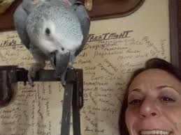 Morning all i recently rescued my african grey and he's in a bad way with  his feathers have you got any advice to get his feathers back tia