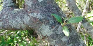 Image result for Brachylaena ilicifolia