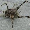 Camel crickets outnumber us populations, common in country. Https Encrypted Tbn0 Gstatic Com Images Q Tbn And9gcqu Nabfes2 Xr7ht6dtmrsbjfitxfehlkrrn72l9iioycurlob Usqp Cau