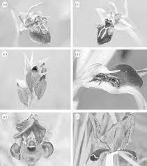 But what are the odds that the basils have cross pollinated with each other? Floral Detail Of Irises And Orchids Pollinated A C E By Sheltering Download Scientific Diagram
