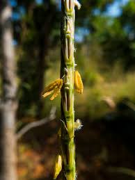 Image result for Sehima