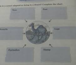 725 x 600 jpeg 80 кб. How Is Camel Adapted To Living In A Desert Complete The Chart Brainly In
