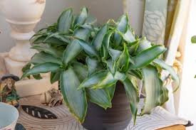 Image result for Murdannia stricta