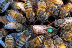International Queen Bee Marking Colors Piedmont Beekeepers