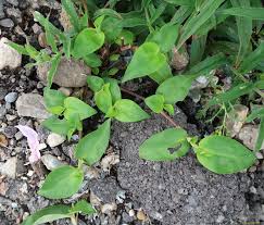 Image result for Commelina triangulispatha