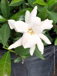 Rapidly Opening Gardenia The Confectionery Gallery Personal Blog Fragrant Gardenia Gardenias White Flower Bloom Confect Confectionery Petals Gardenia