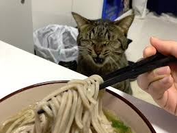 Member level 05 blank slate. Viral Japanese Cat Gets Emotional Over New Era Or Maybe Just Wants Soba Noodles Grape Japan