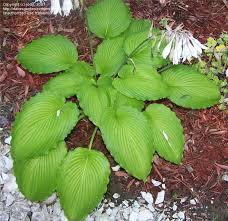 Image result for Hosta Warpaint