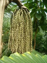 Image result for Caryota urens