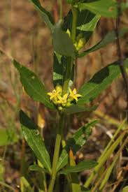 Image result for Fadogia gossweileri