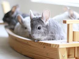 Check spelling or type a new query. How To Look After A Chinchilla Uk Pets