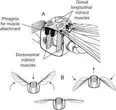 How to grow an orchid tree the diagram below shows the production and processing of milk and dairy products for commercial ielts academic writing task 1 always has the same structure. Flight Muscles An Overview Sciencedirect Topics