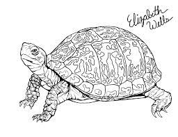 When you have taken a great photo, you need a frame for it. Eastern Box Turtle Turtle Coloring Pages Turtle Drawing Eastern Box Turtle