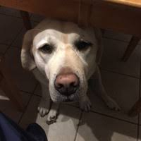 Maybe you would like to learn more about one of these? Kent Davis Owner Veterinarian Animal Hospital At The Crossing Linkedin