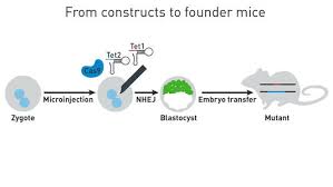 Pros And Cons Of Znfs Talens And Crispr Cas