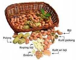 Seiring banyaknya jenis kacang yang ditemukan diluar fabaceae, maka definisi kacang diperluas menjadi sejarah singkat kacang. Mengintip Manfaat Tersembunyi Kulit Ari Biji Kacang Tanah Balitkabi