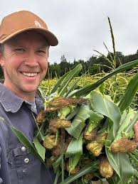 Fresh sweet corn at Ely farm market