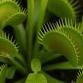 Wonderfully Weird Wednesdays: Vampire Plants