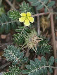 Image result for Tribulus terrestris