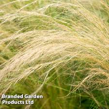 Image result for Polystachya tenuissima