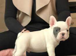 We have a french bulldog ready to leave to new home only on 20th march both mum and dad are our pets, cara and grey kc registered in kenal club mum is fawn dad lilac & tan. White Fawn Blue Lilac French Bulldog Pups In Huddersfield Hd1 On Freeads Classifieds French Bulldogs Classifieds