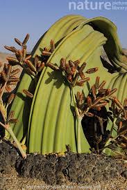 Image result for Welwitschia