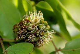Image result for Brachystegia spiciformis