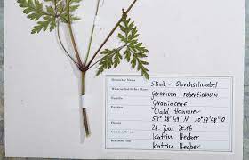 Platzieren sie dazu einfach ihre eigenen fotos und texte im karteneditor auf dem cover des buches und machen sie es noch einzigartiger. Das Herbarium Kosmos Verlag