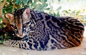 an ocelot there are less than 100 left in the world wild cats endangered wildlife endangered