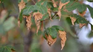 Screens may be used to protect trees and plants in areas exposed to wind and sun, but it is best many varieties of hostas get burned if planted in too much sun and suffer from heat stress when. Brown Leaves In Summer Probably Signal Scorched Plants Chicago Tribune