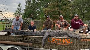 Moves your feet, your body, your soul. This 14 Foot Alligator May Be The Biggest One Ever Caught In Georgia Cnn