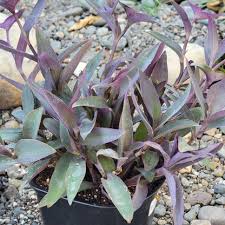 Image result for Tradescantia pallida