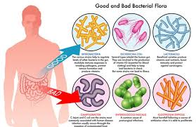 Vediamo qui com'è possibile assumerli in una dieta a base vegetale. Differenze Tra Probiotici E Fermenti Lattici Cure Naturali It
