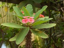 Your spiky stems stock images are ready. Euphorbia Milii Christ Plant Christ Thorn Crown Of Thorns North Carolina Extension Gardener Plant Toolbox
