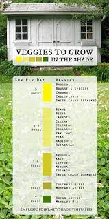 Great savings & free delivery / collection on many items. 25 Vegetables You Can Grow In Shade Empress Of Dirt