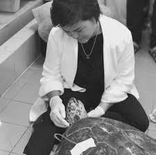 To be honest, i planned to shut down this blog. Piggy Bank Sea Turtle In Thailand Dies After Surgery To Remove 915 Coins