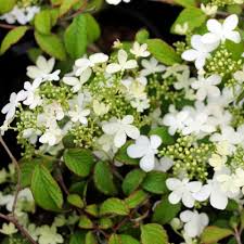Check spelling or type a new query. Viburno Scopri Come Sceglierlo Blog Del Garden Center Il Germoglio Il Germoglio
