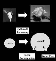 I need it by wednesday morning! Flower Opening And Cell Enlargement Of Rose Petal Cells Rose Flower Download Scientific Diagram