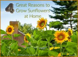 Read on to learn how tall can sunflowers grow, how long it takes, and how you can grow impressively tall sunflowers with ease. Grow Sunflower Four Great Reasons For Growing Sunflowers