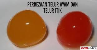 Konsumsi satu butir telur bebek sama seperti konsumsi dua telur ayam. Dr Azima Infosihat Telur Ayam Vs Telur Itik Mana Satu Facebook