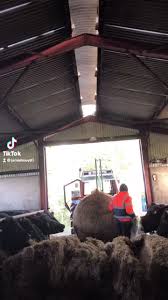 @michaelshaughnessy08 #agri #fypsounds #leavylivestock #fyp #agriculture  #trending #irish #fy #feedingcattle #cattledealer