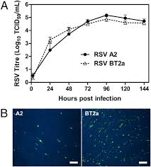 Respiratory syncytial virus (rsv) causes infections of the lungs and respiratory tract. In Vitro Modeling Of Respiratory Syncytial Virus Infection Of Pediatric Bronchial Epithelium The Primary Target Of Infection In Vivo Pnas